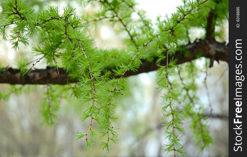 Green conifer branchlets - natural spring background. Green conifer branchlets - natural spring background.