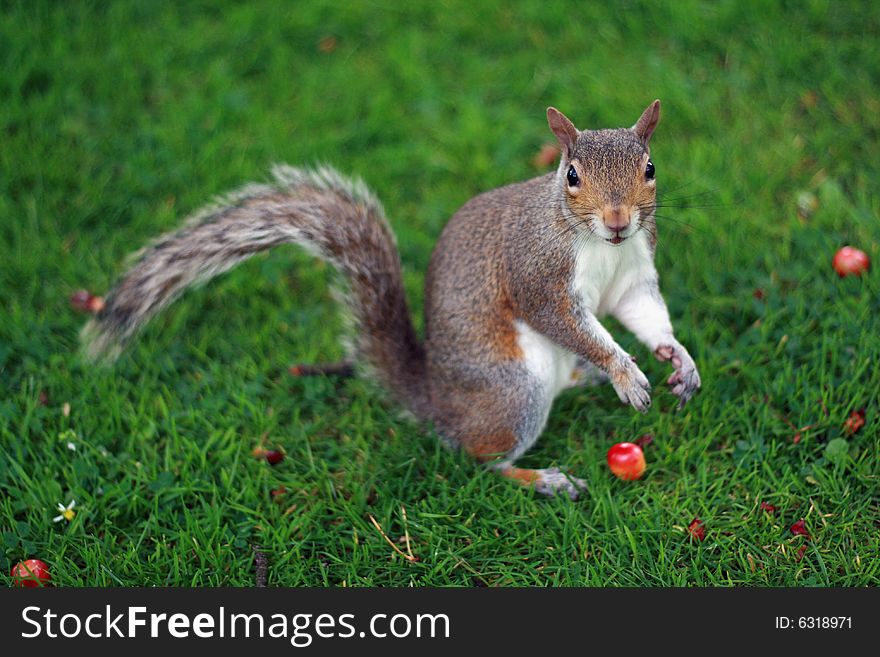 Little squirrel running on the park in Glasgow. Little squirrel running on the park in Glasgow