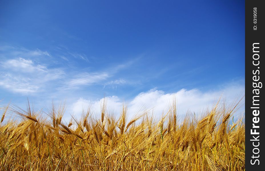 Wheat ears against the blue sky. Wheat ears against the blue sky