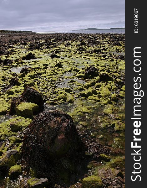 Sea weed covered rocks on beale beach co kerry ireland on a cold winters morning. Sea weed covered rocks on beale beach co kerry ireland on a cold winters morning