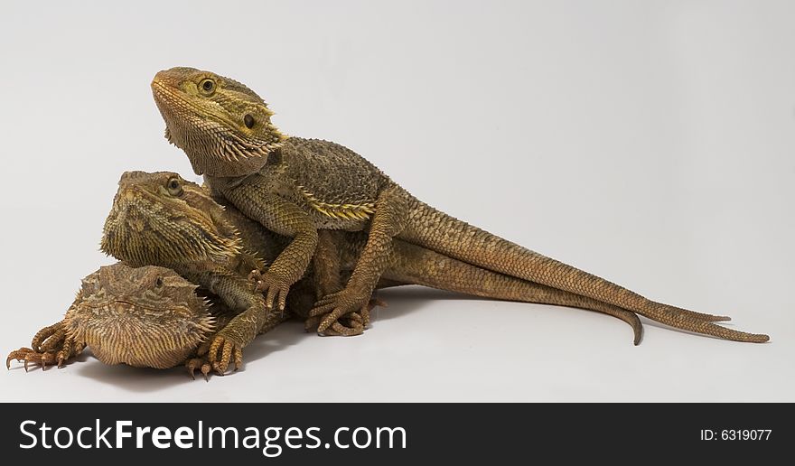 Three bearded dragons sitting on isolated white background. Three bearded dragons sitting on isolated white background