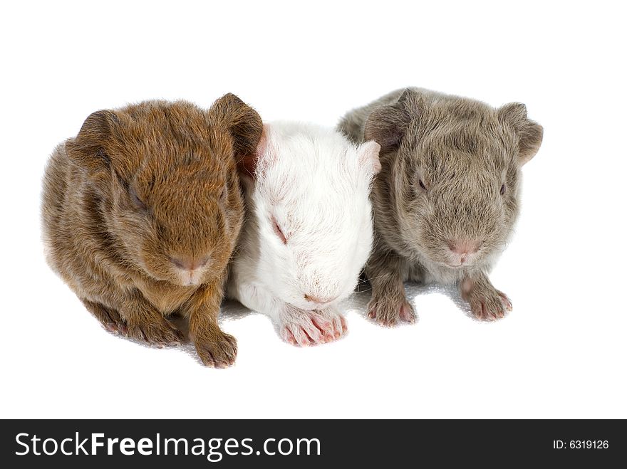 Three baby guinea pigs isolated on white