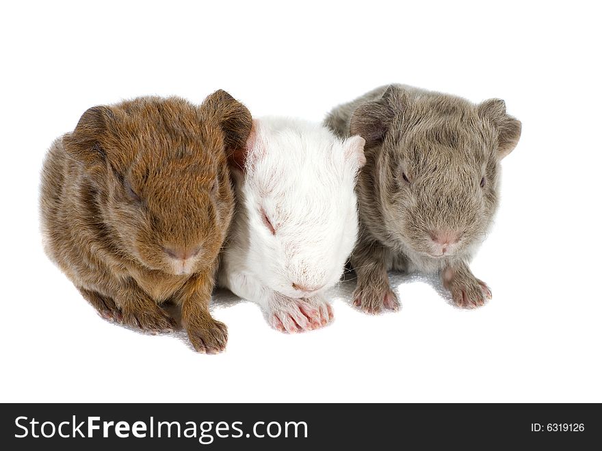 Three Baby Guinea Pigs Isolated