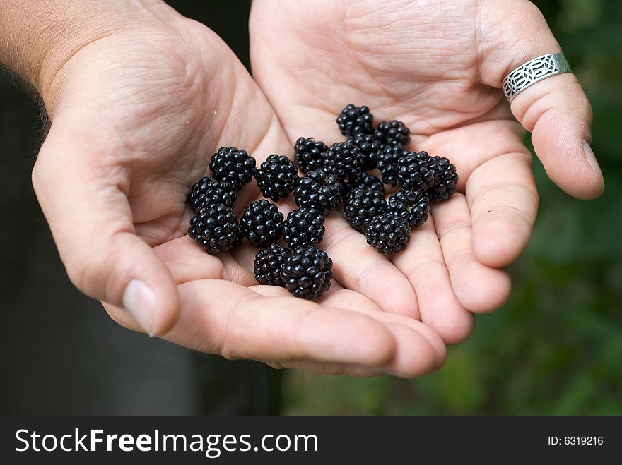 Blackberries In His Hands
