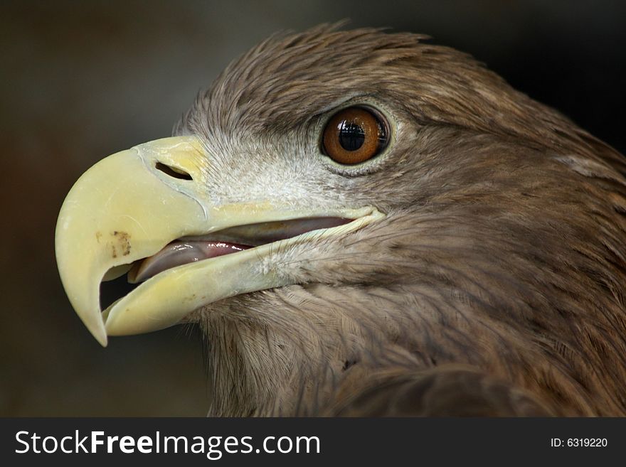 Close up of the eagle's head.