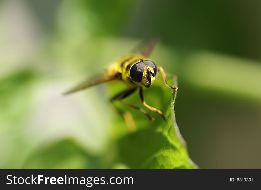 Wasp looking right at the camera. Wasp looking right at the camera.