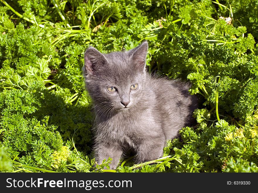 Playing kitten on the parsley grass. Playing kitten on the parsley grass