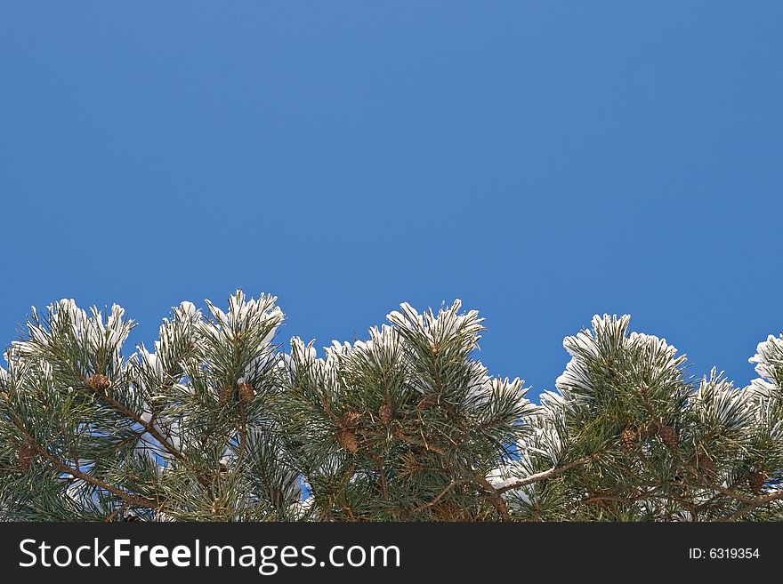Pine-tree covered with snow, view from below. Pine-tree covered with snow, view from below