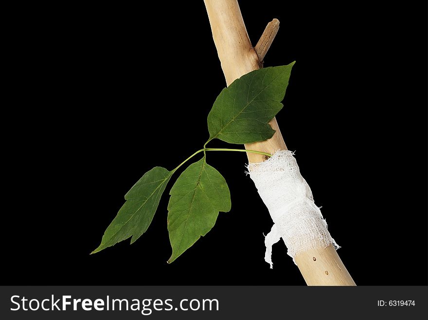 Green leaf binded to wooden stick with white bandage. Green leaf binded to wooden stick with white bandage