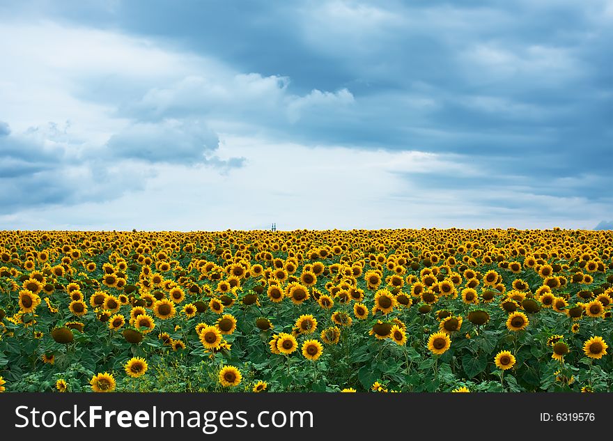 Field of sunflowers and cloudy sky