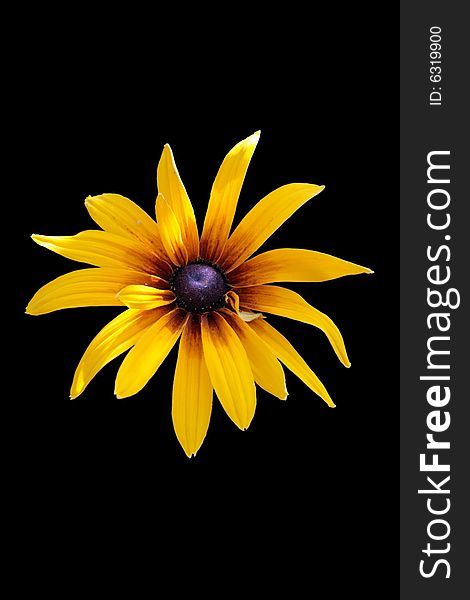 Cluse-up photo of orange flower isolated on black background