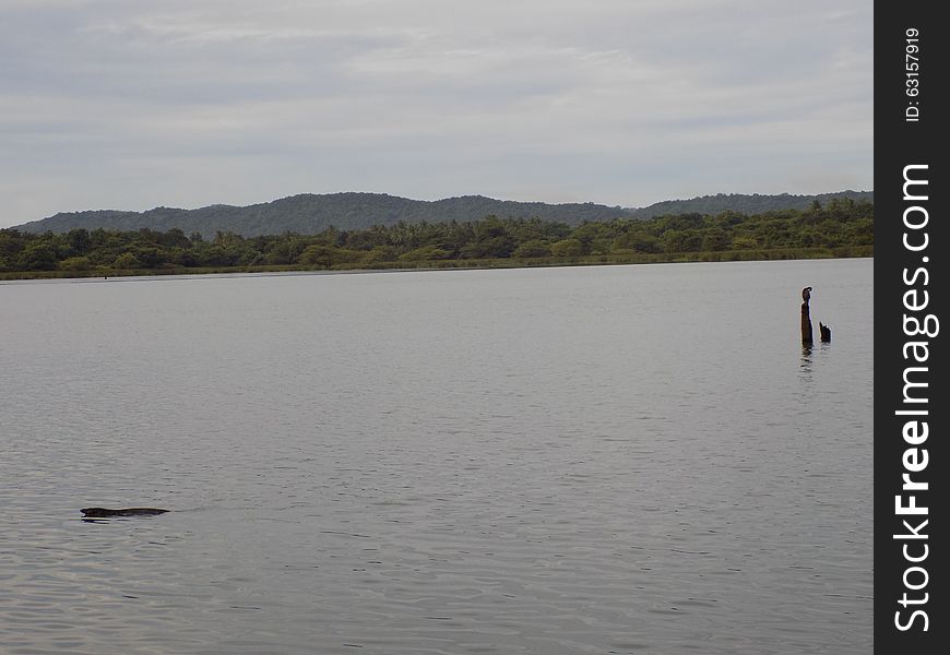 Little Cormorant (Phalacrocorax niger) & a water monitor (Varanus salvator)