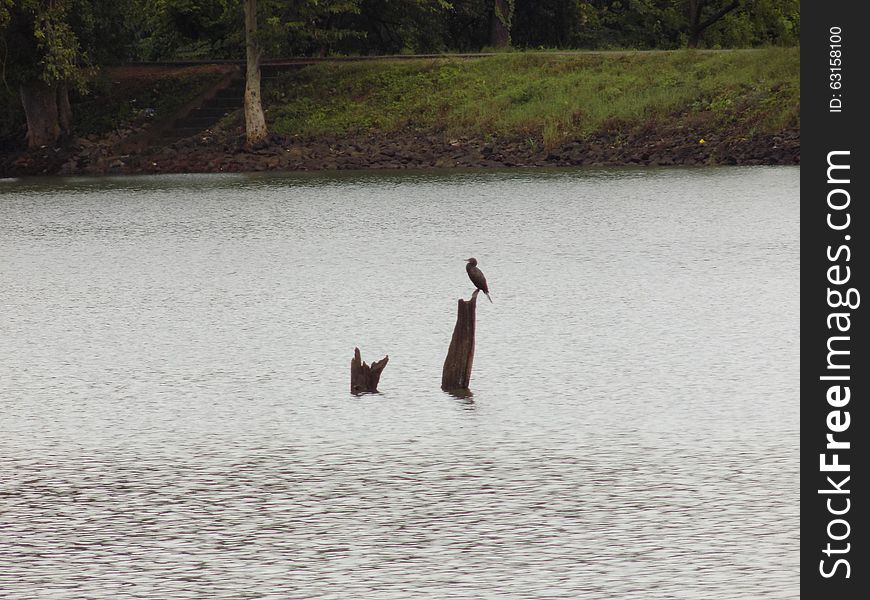 Little Cormorant is very common resident bird in water bodies of low country. Large flocks can be seen in dry zone and occasional visitors in the hills. It is a good swimmer as well as a diver and while fishing it can stay underwater for a while and re-emerged some distance from where it dives. Usually it sits for long period on a dead tree, half sub-merged rock or river bank with its wings spread to dry them up.  It breeds during North-East monsoons starting from October to April in colonies on trees standing in water in tanks, often with many other water birds such as Indian cormorants, night herons, pond herons, egrets, storks, etc.
They are all dark coloured or black and have stout beaks with a strongly hooked tip, long necks that can be distended, retracted and twisted with ease, long streamlined bodies, long tails and wide round wings. Little Cormorant is very common resident bird in water bodies of low country. Large flocks can be seen in dry zone and occasional visitors in the hills. It is a good swimmer as well as a diver and while fishing it can stay underwater for a while and re-emerged some distance from where it dives. Usually it sits for long period on a dead tree, half sub-merged rock or river bank with its wings spread to dry them up.  It breeds during North-East monsoons starting from October to April in colonies on trees standing in water in tanks, often with many other water birds such as Indian cormorants, night herons, pond herons, egrets, storks, etc.
They are all dark coloured or black and have stout beaks with a strongly hooked tip, long necks that can be distended, retracted and twisted with ease, long streamlined bodies, long tails and wide round wings.