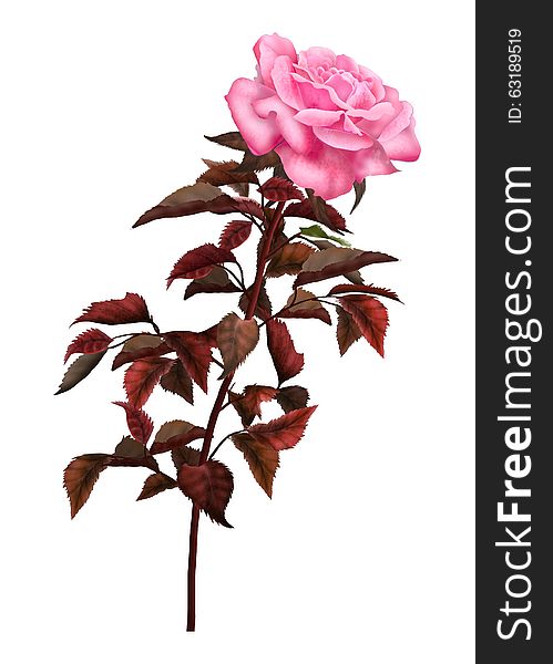 Rose Pink Color Painting