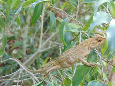 Common Garden Lizard (Sri Lanka) Calotes Versicolor Stock Images Common Garden Lizard (Sri Lanka) Calotes Versicolor Stock Images