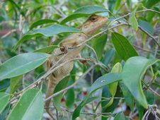 Common Garden Lizard (Sri Lanka) Calotes Versicolor Stock Photography Common Garden Lizard (Sri Lanka) Calotes Versicolor Stock Photography