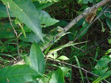 Green Forest Lizard(Calotes Calotes)/Pala Katussa Royalty Free Stock Images Green Forest Lizard(Calotes Calotes)/Pala Katussa Royalty Free Stock Images