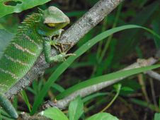 Green Forest Lizard(Calotes Calotes)/Pala Katussa Stock Photos Green Forest Lizard(Calotes Calotes)/Pala Katussa Stock Photos