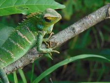 Green Forest Lizard(Calotes Calotes)/Pala Katussa Stock Images Green Forest Lizard(Calotes Calotes)/Pala Katussa Stock Images