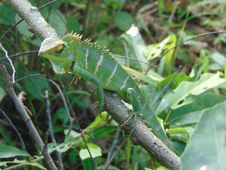 Green Forest Lizard(Calotes Calotes)/Pala Katussa Royalty Free Stock Image Green Forest Lizard(Calotes Calotes)/Pala Katussa Royalty Free Stock Image