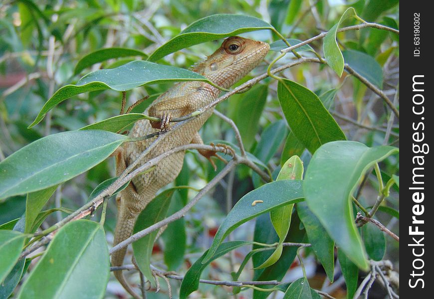Common Garden Lizard (Sri Lanka) Calotes versicolor