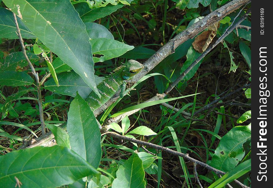Green Forest Lizard(Calotes calotes)/Pala Katussa