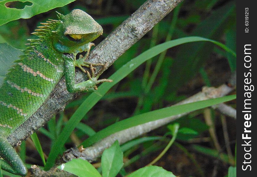 It's a common lizard with wide distribution from low lands plains to mid hills. It is highly arboreal and found in both forest and anthropogenic habitats such as home gardens, plantations, etc. It's a common lizard with wide distribution from low lands plains to mid hills. It is highly arboreal and found in both forest and anthropogenic habitats such as home gardens, plantations, etc...