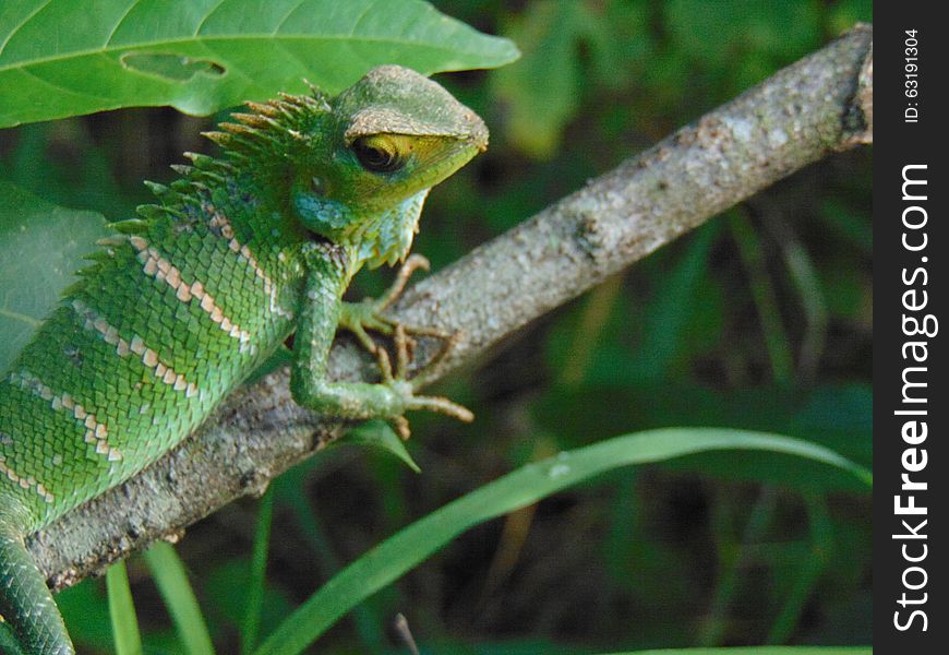 Green Forest Lizard(Calotes Calotes)/Pala Katussa