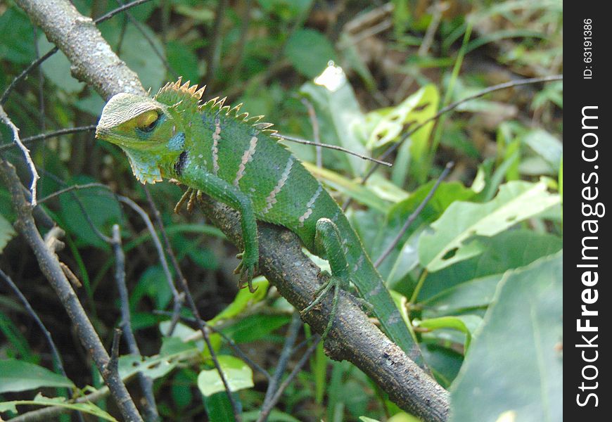 It's a common lizard with wide distribution from low lands plains to mid hills. It is highly arboreal and found in both forest and anthropogenic habitats such as home gardens, plantations, etc. It's a common lizard with wide distribution from low lands plains to mid hills. It is highly arboreal and found in both forest and anthropogenic habitats such as home gardens, plantations, etc...