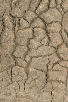 Bark On Tree Royalty Free Stock Photography