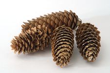 Fir Cones Royalty Free Stock Photography Fir Cones Royalty Free Stock Photography