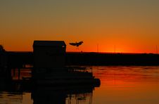 Bird Landing In The Afternoon Sunset Light Royalty Free Stock Image