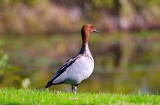 Duck Pond Stock Image