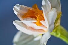 Narcissus Royalty Free Stock Images Narcissus Royalty Free Stock Images