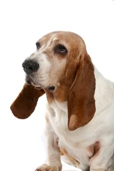 Basset Hound With Long Floppy Ears Royalty Free Stock Images
