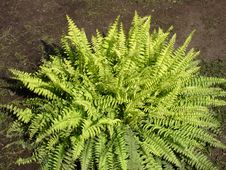 Fern Stock Photo Fern Stock Photo
