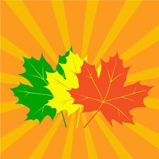 Autumn Maple Leaves Royalty Free Stock Images Autumn Maple Leaves Royalty Free Stock Images