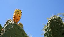 Opuntia Ficus-indica Stock Images Opuntia Ficus-indica Stock Images