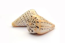 Sea Shells Stock Images
