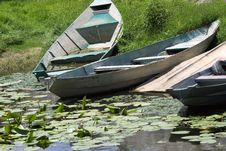 Old Abandoned  Boats In The Rank Pond Royalty Free Stock Images