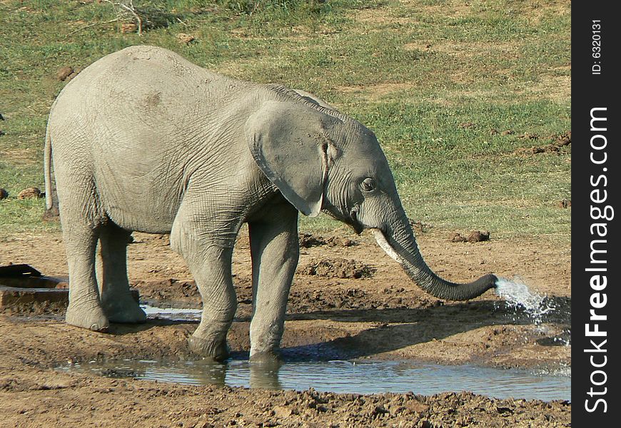 Elephant drinking water,Addo park,South Africa. Elephant drinking water,Addo park,South Africa