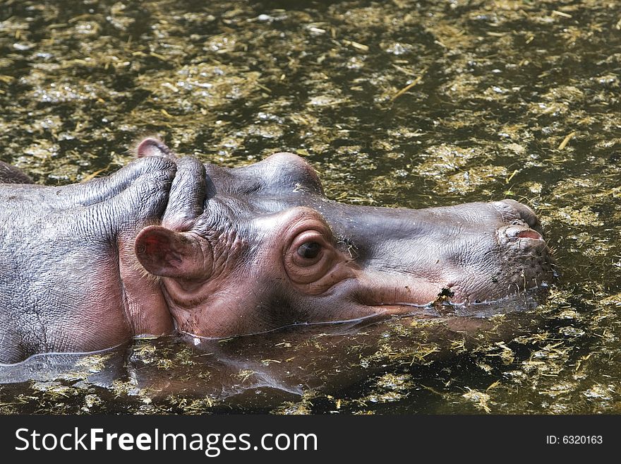 The hippopotamus in the water .