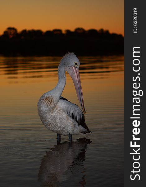 Pelican posing for a photo on a rivier.