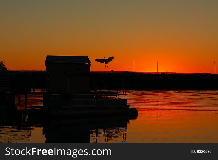Bird landing in the afternoon sunset light on a river jetty