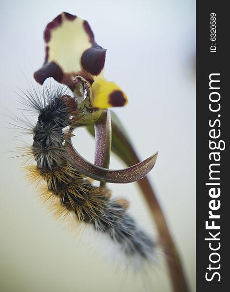 Macro of Catapillar sitting on Orchard Flower. Macro of Catapillar sitting on Orchard Flower