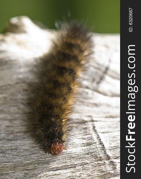 Catapillar sitting on bark of tree