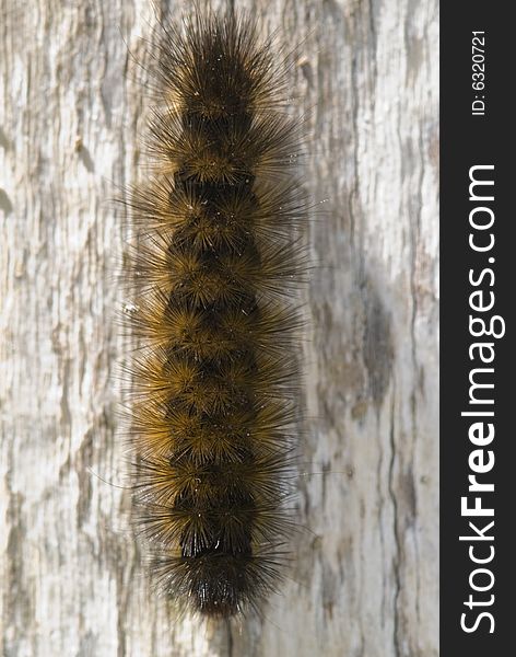 Catapillar on bark of tree with simple background