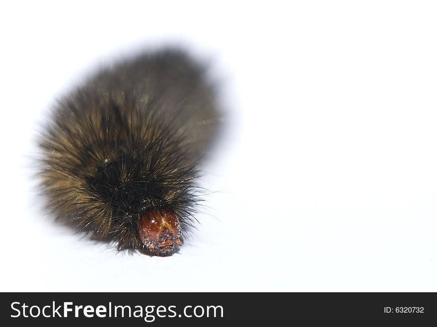 Catapillar on white isolated background