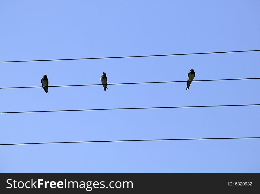 Three birds on the wire, blue sky behind