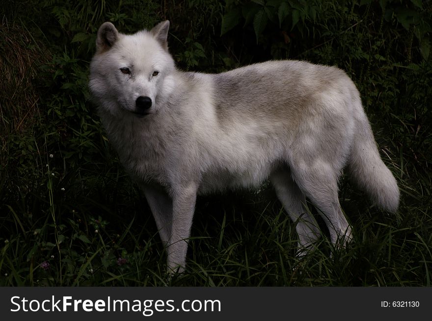 Timber wolf in the field with the last sun rays of the day shining on him